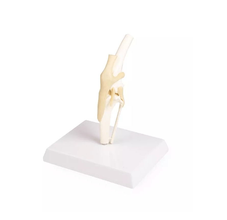 Hundeknie - Erler - Zimmer